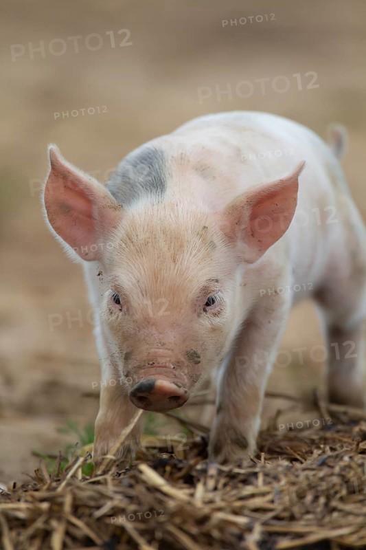 Domestic pig (Sus scrofa domesticus) juvenile baby piglet farm animal in a field, England, United Kingdom