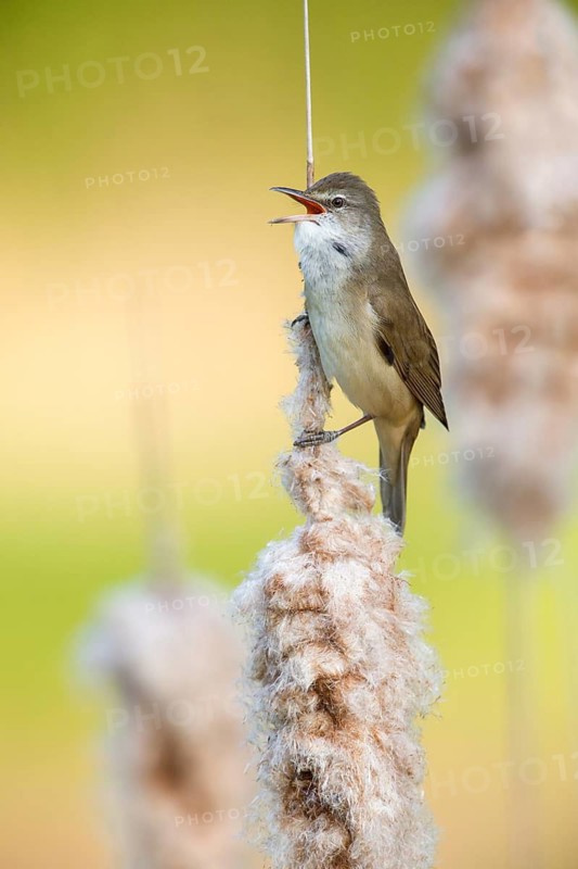 Great Reed Warbler (Acrocephalus arundinaceus) singing from a cattail, Poland