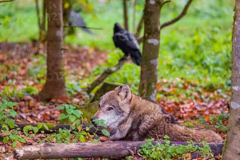 An adult male eurasian gray wolf (Canis lupus lupus) rests on a forest floor. A common raven (Corvus coral) is sitting in a tree behind him