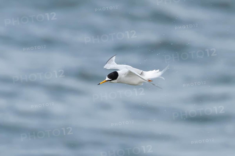Little tern (Sternula albifrons) adult bird in shaking in flight over the sea in summer, Suffolk, England, United KIngdom
