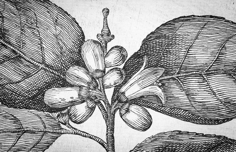 Flowering lemon tree, citrus fruit, copperplate engraving from Giovanni Baptista Ferrari Hesperides, Sive, de Malorum Aureorum Cultura et Usu Libri Quatuor, Rome, 1646