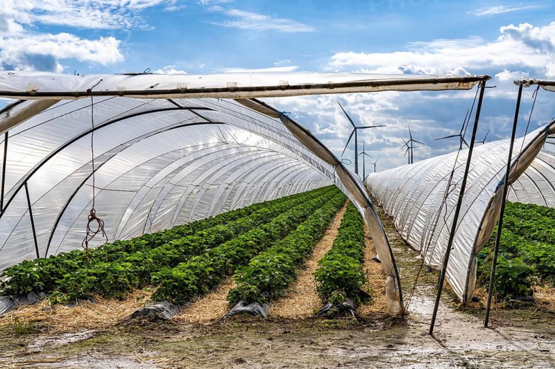 Agriculture, large areas with foil tunnels, for the cultivation of strawberries, wind farm, south of Lövenich, belongs to Erkelenz, in the district of Heinsberg, North Rhine-Westphalia, Germany