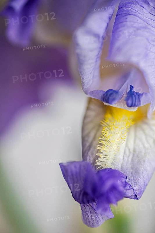 Close-up view of an exquisitely detailed purple iris flower, showing the intricate textures of its petals and vibrant yellow and blue patterns