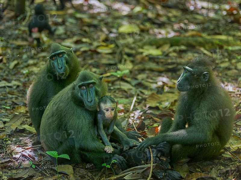 Black crested macaque (Macaca nigra), Tangoko National Park, Sulawesi, Indonesia