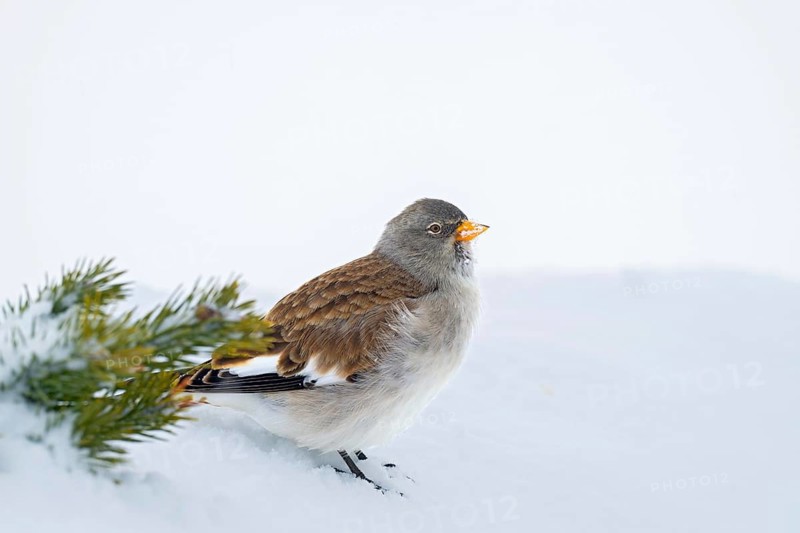 Snowfinch (Montifringilla nivalis) in winter, Hafelekar, Karwendel mountains, Tyrol, Austria