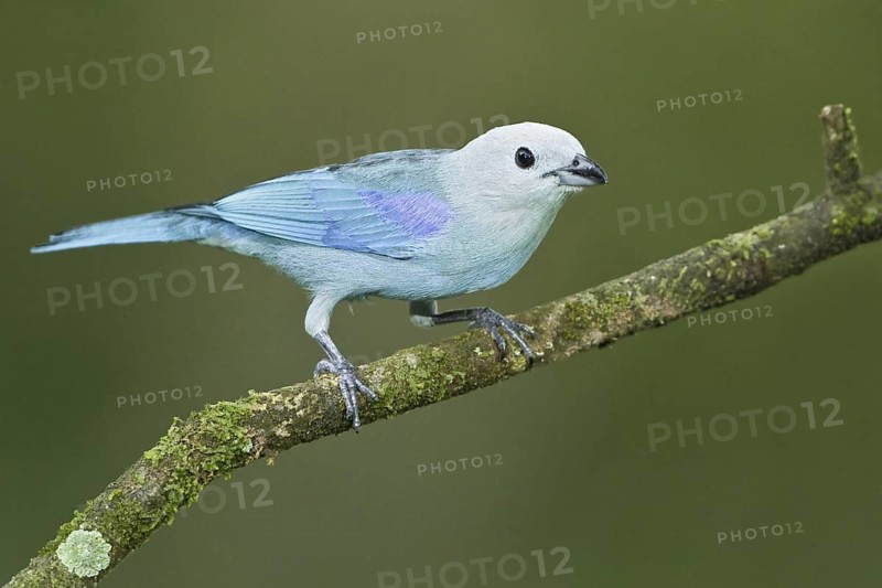 Blue-grey Tanager (Thraupis episcopus), Trinidad and Tobago