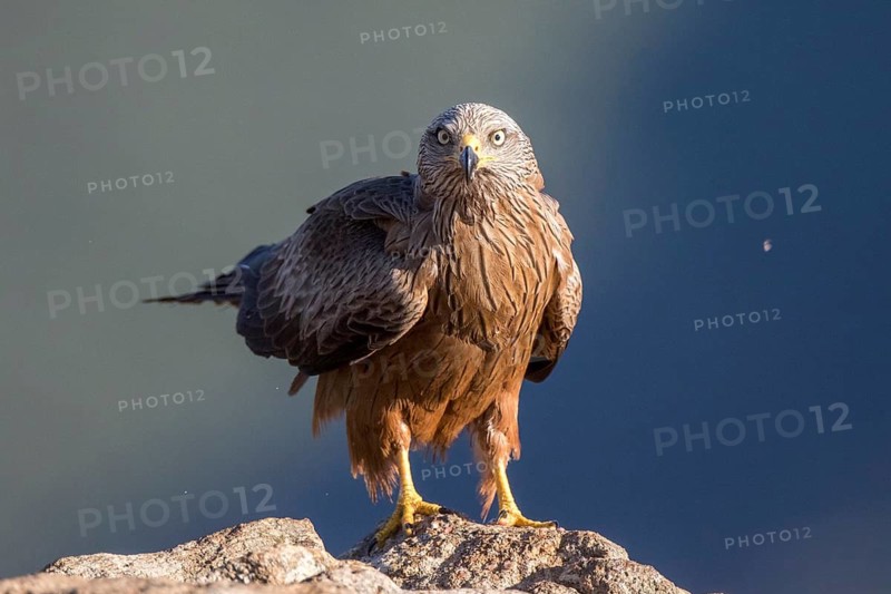 Black Kite (Milvus migrans), Madrid, Spain