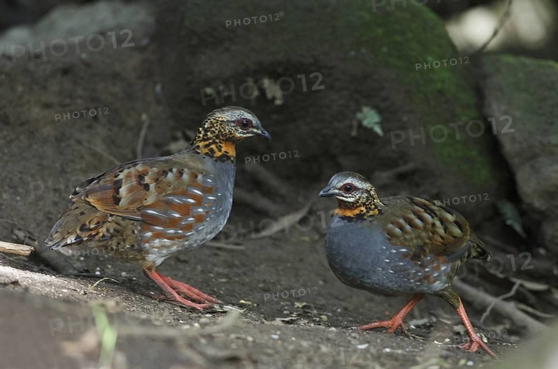 Rufous-throated Partridge (Arborophila rufogularis), Mae Wong, Thailand