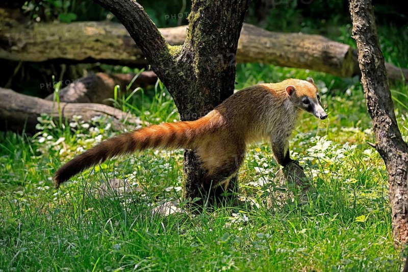 South American coati (Nasua nasua), adult, foraging, alert, Central America, Latin America