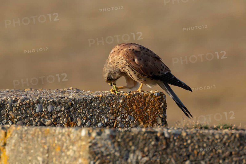 Common kestrel (Falco tinnunculus) adult falcon bird eating a grasshopper on a concrete post, England, United Kingdom