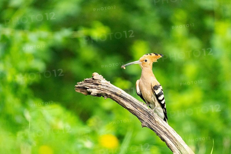 Hoopoe (Upupa epops) Hungary