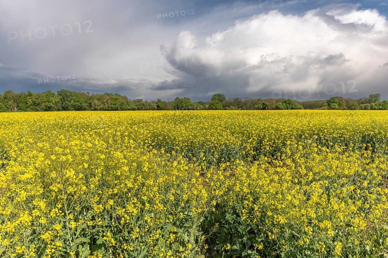 Fields of rape apples in bloom in spring. Bas Rhin, Alsace, France