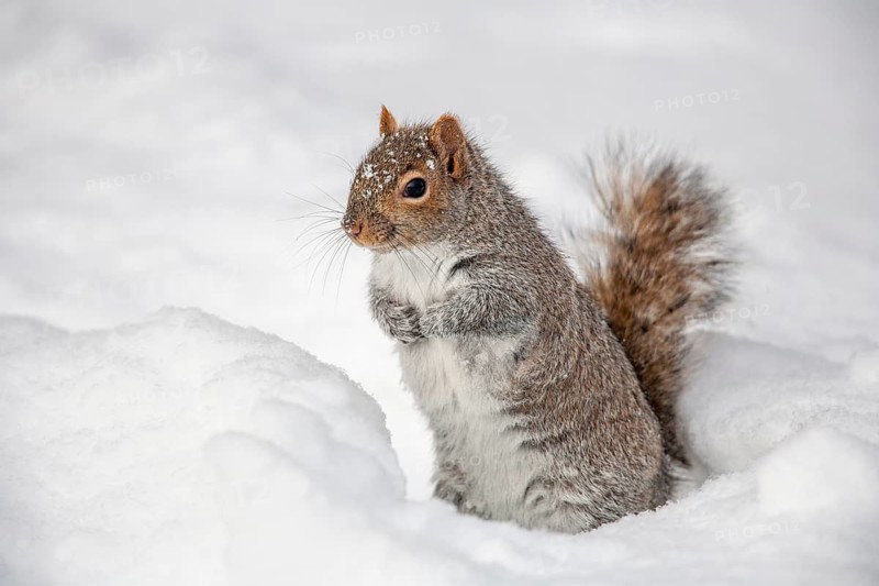 Eastern gray squirrel (sciurus carolinensis) sitting in snow and watching, Montreal botanical garden, province of Quebec, Canada