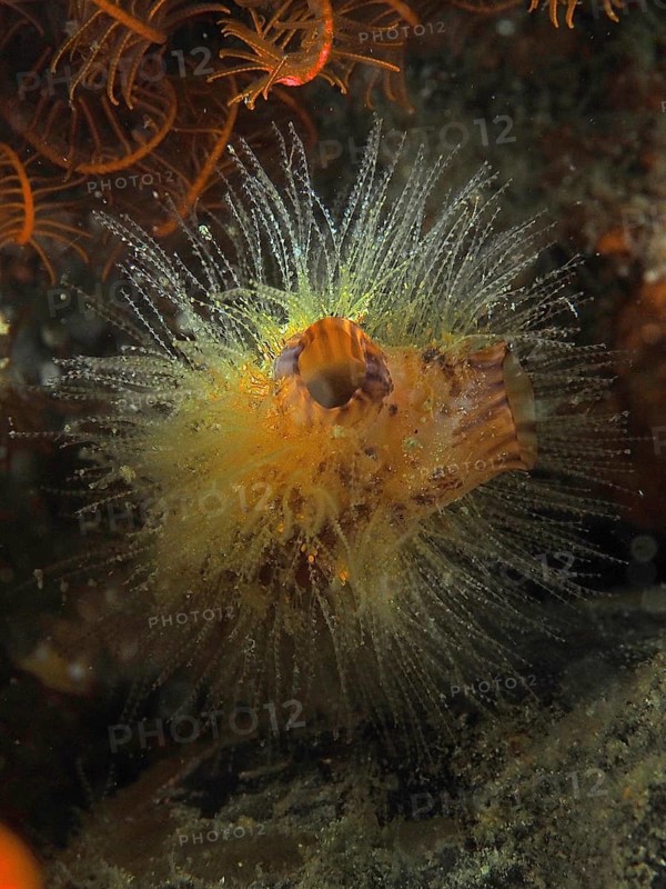 Bright yellow Yellow sea squirt (Microcosmus) with filigree tentacles shines underwater. Dive site False Bay, Cape of Good Hope, Cape Town, South Africa