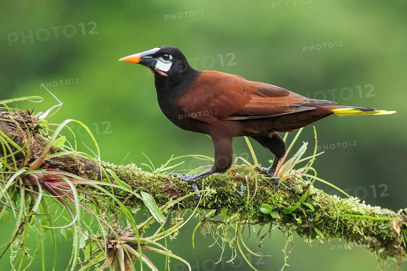 Montezuma Orependola (Psarocolius montezuma) perched on a branch in Costa Rica