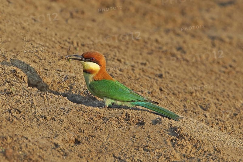 Chestnut-headed Bee-eater (Merops leschenaulti) at breeding cavity, Penang, Malaysia