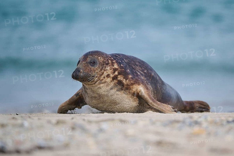 Grey seal (Halichoerus grypus) lying on the beach, Düne, Helgoland, Schleswig-Holstein, Germany