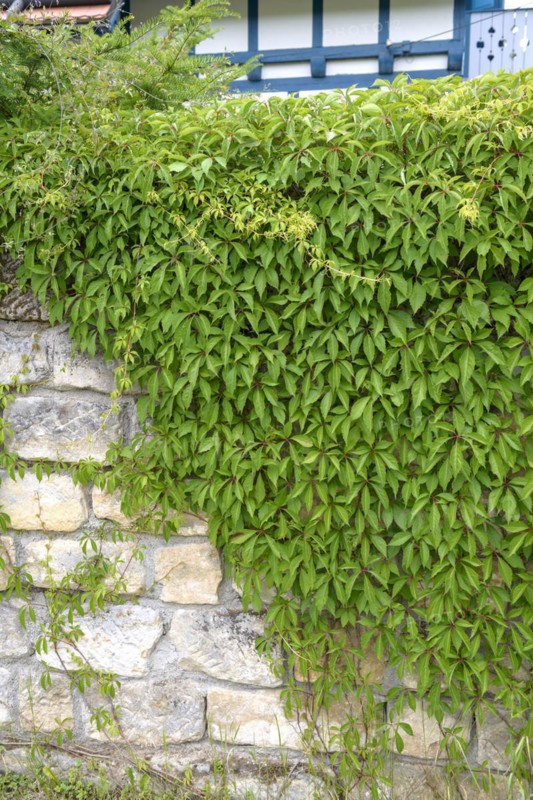 Self-climbing vine (Parthenocissus quinquefolia var. engelmannii), Rathen, Saxony, Germany