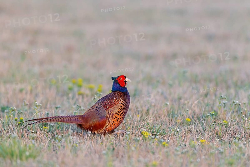 Common Pheasant (Phasianus colchicus) male, Lake Neusiedl, Austria