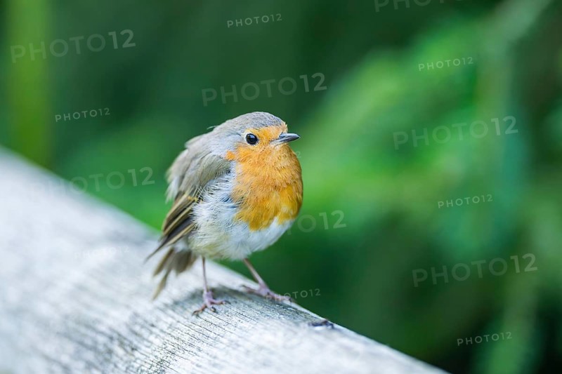 European robin (Erithacus rubecula) sitting on a wood, Bavaria, Germany