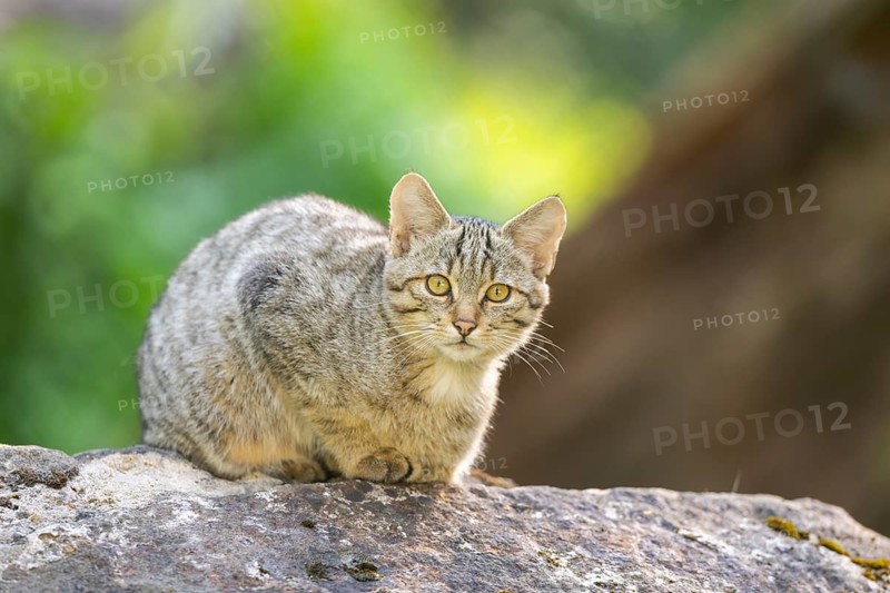 European wildcat (Felis silvestris silvestris) on rock, Hesse, Germany