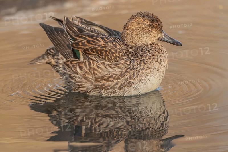 Female Duck Eurasian Tealswim (Anas crecca) sits on the water and observes her surroundings. The reflection of her body is visible on the surface of the water. It is cold and the day is getting dark. Bas Rhin, Alsace, France