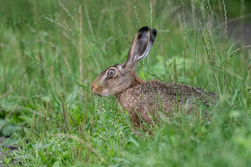 European hare (Lepus europaeus), Emsland, Lower Saxony, Germany