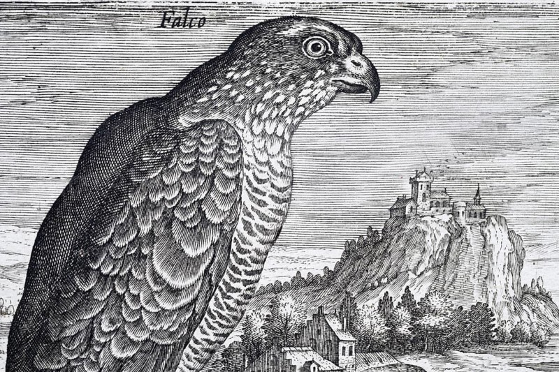 Falcon in front of a medieval landscape with castle, copperplate engraving by Adriaen Collaert, from Avium Vivae Icones, the series of birds, around 1600, Antwerp