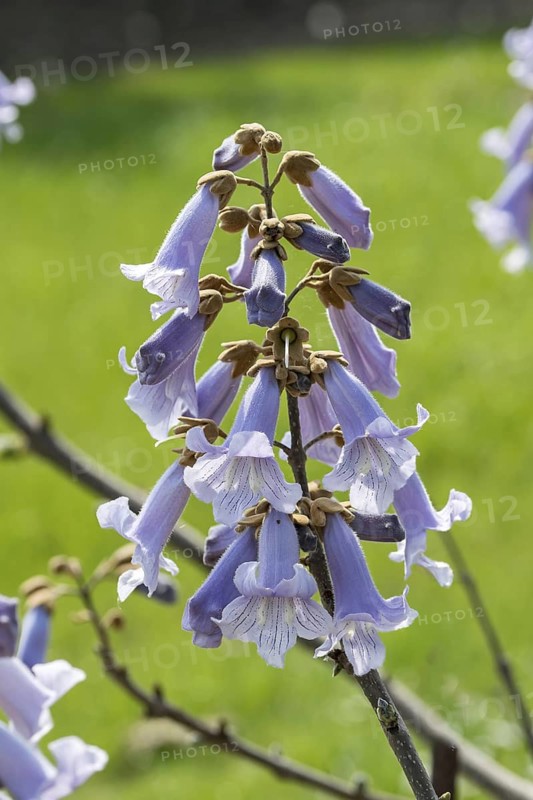 Chinese bluebell tree (Paulownia tomentosa), Saxon State Office for the Environment, Germany