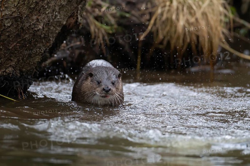 Eurasian otter (Lutra lutra) adult animal in a river, England, United Kingdom