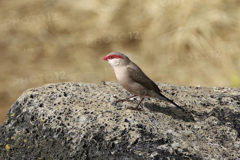 Black-rumped Waxbill, Estrilda troglodytes, USA, Hawaii, Puu Anahulu