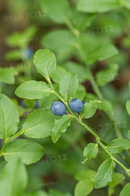 Forest european blueberry (Vaccinium myrtillus), Germany