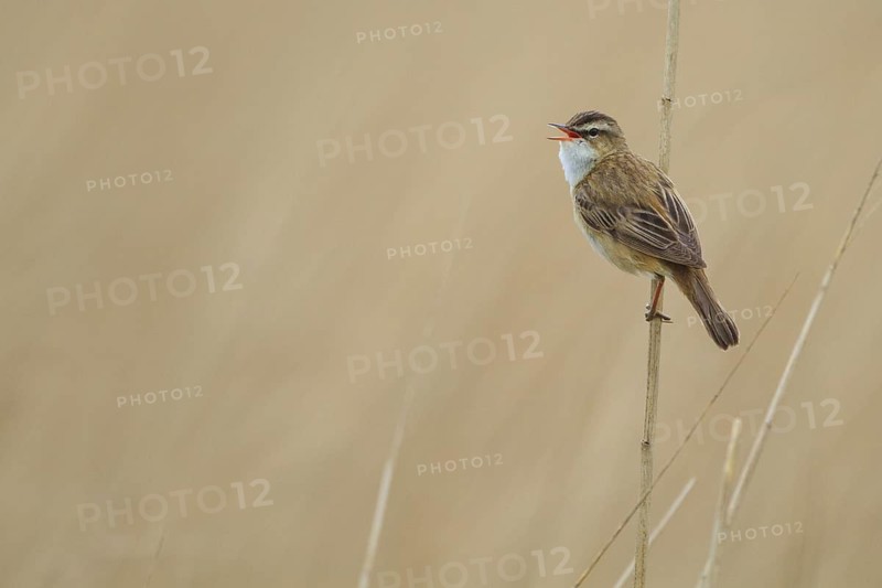 Sedge Warbler (Acrocephalus schoenobaenus) singing, Netherlands