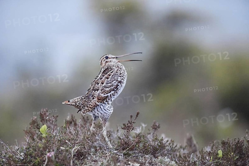 Great Snipe (Gallinago media) mating, Norway