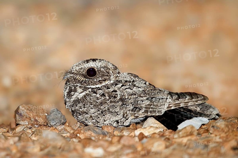 Common Poorwill (Phalaenoptilus nuttallii), Arizona, USA