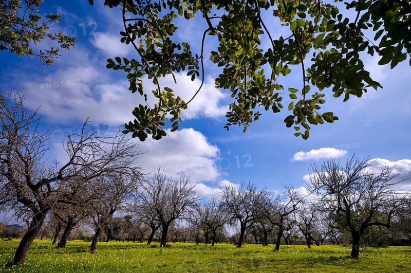 Almond blossom, almond trees, plantation, Bermuda buttercup (Oxalis pes-caprae), also known as low wood sorrel, Santa Maria del Camí, Calvià, Majorca, Balearic Islands, Balearic Islands, Spain