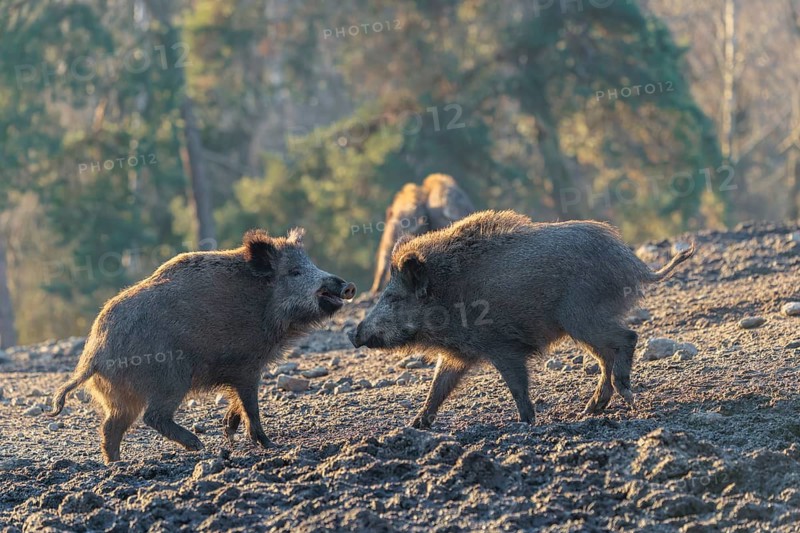 Two young wild boars (Sus scrofa) play fighting and dominance on a frozen field on a sunny day. A forest can be seen in the background