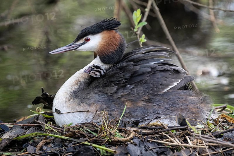 Great Crested Grebe (Podiceps Scalloped ribbonfish) with juveniles, Emsland, Lower Saxony, Germany