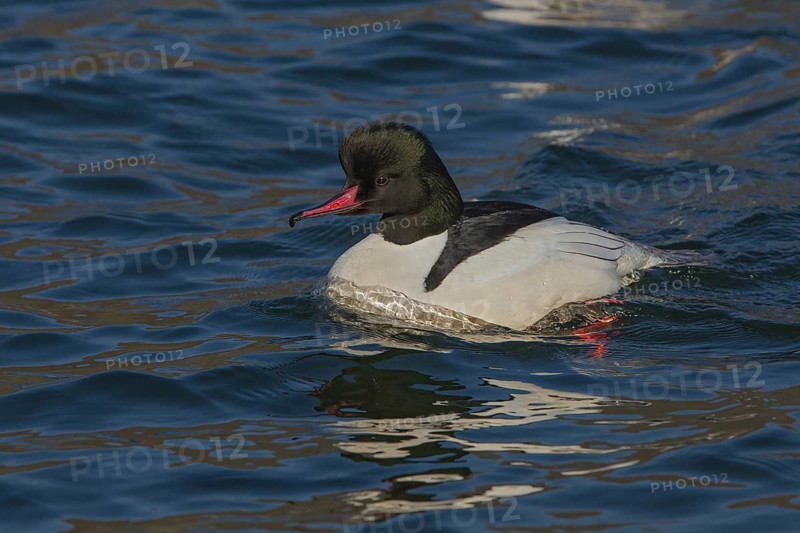 Common Merganser (Mergus merganser) male, Wales, United Kingdom