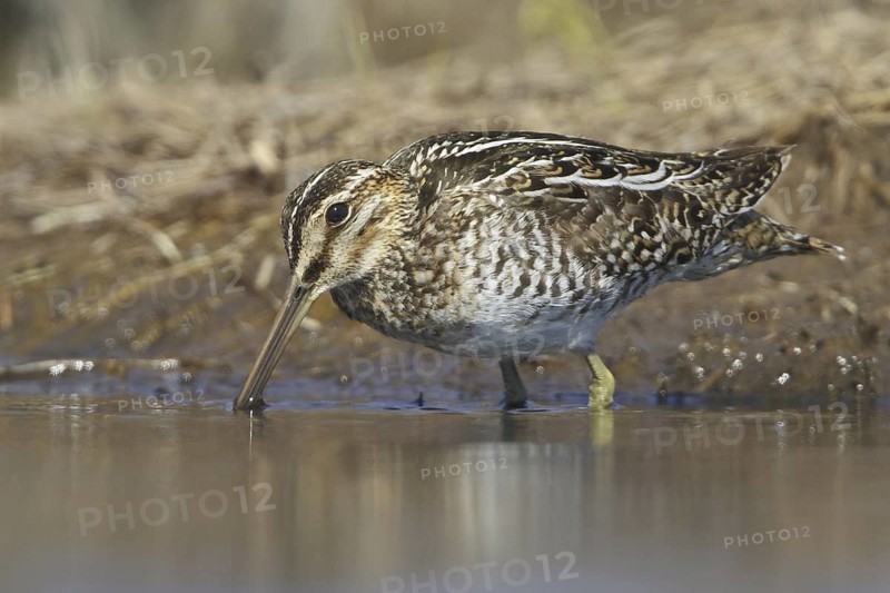 Wilson's Snipe (Gallinago delicata), Manitoba, Canada