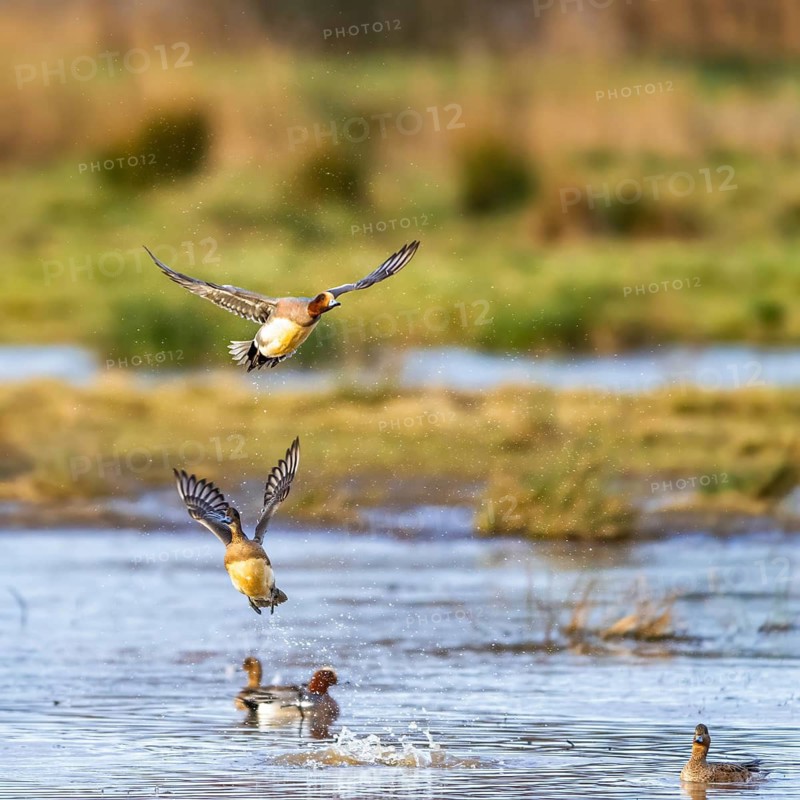 Eurasian Wigeon, Mareca penelope, birds in flight over marshes at winter