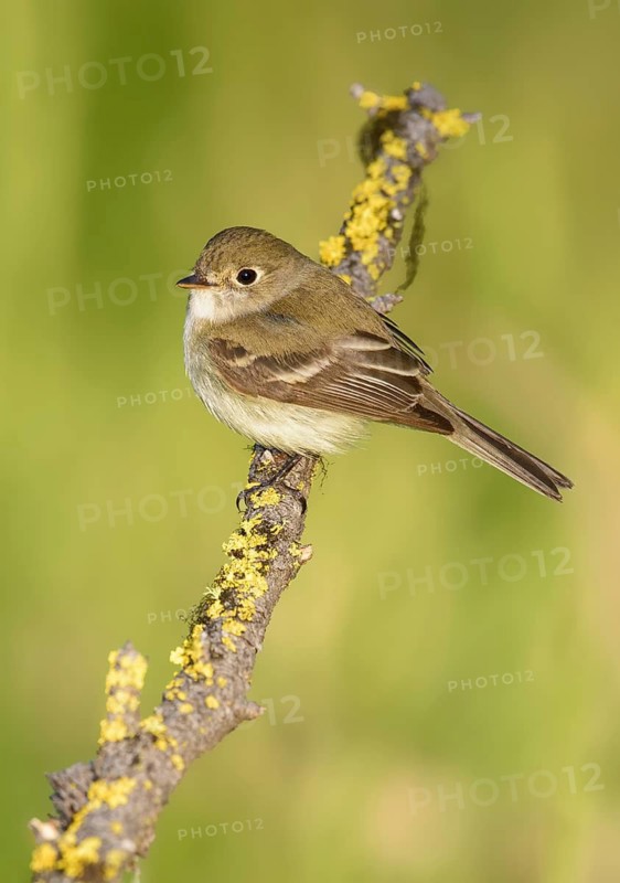 Least Flycatcher (Empidonax minimus), British Columbia, Canada