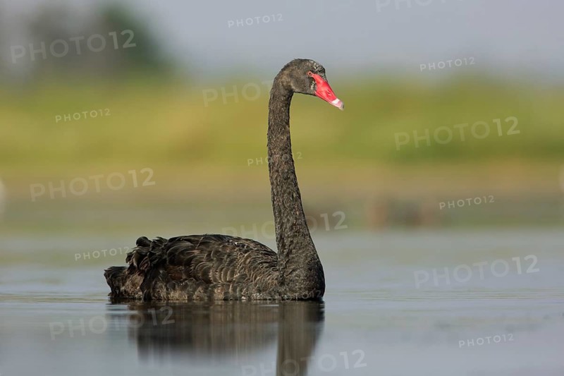 Black Swan (Cygnus atratus), Victoria, Australia