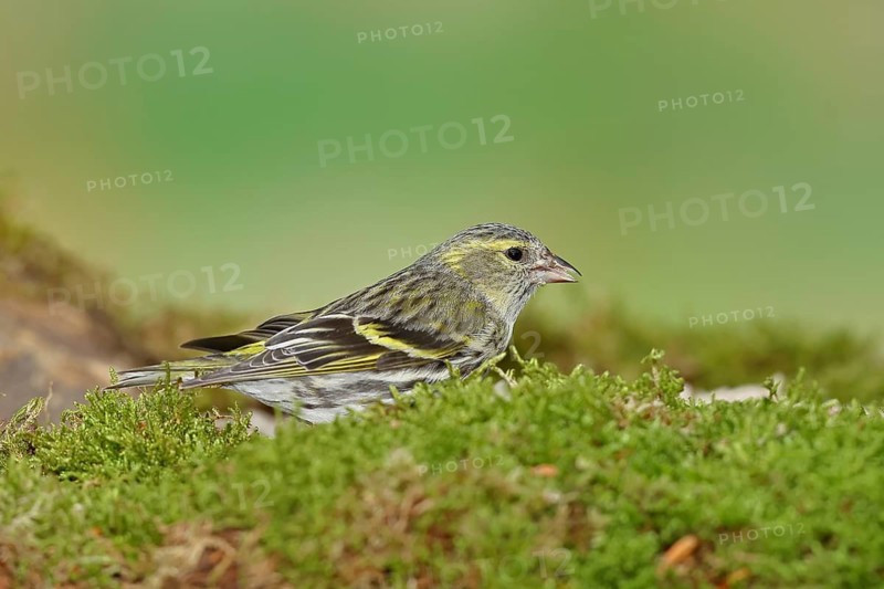 Siskin (Carduelis spinus), male sitting on moss, mossy ground, Wilnsdorf, North Rhine-Westphalia, Germany