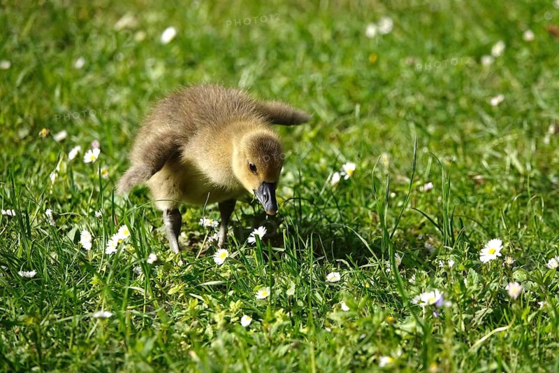 Greylag goose, chick, May, Germany