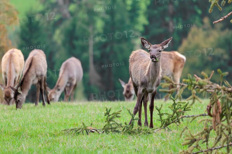 An young Altai maral hind, Altai wapiti or Altai elk (Cervus canadensis sibiricus) stands in a meadow, knibbling on the needles of a spruce twig lying on the ground. A group of hinds graze behind her. A forest can be seen in the background