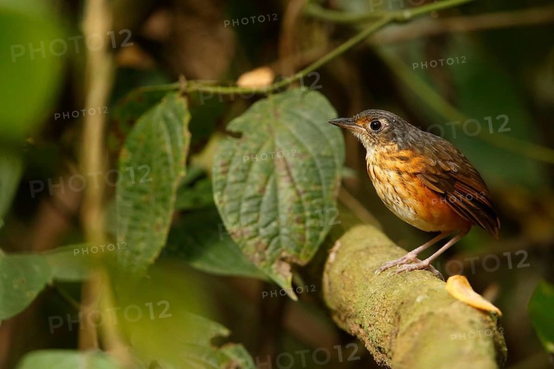 Thicket Antpitta (Hylopezus dives), Costa Rica