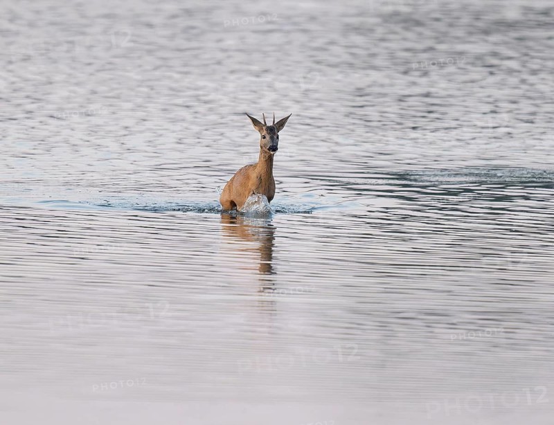 Deer (Capreolus capreolus), young roebuck running through the shallow water zone of a lake, Lower Saxony, Germany