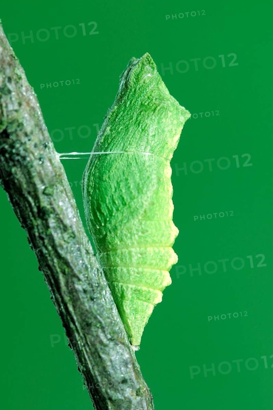 The pupa of a swallowtail butterfly (Papilio machaon) on a wooden stalk, butterfly, insect, butterfly Federal Republic of Germany