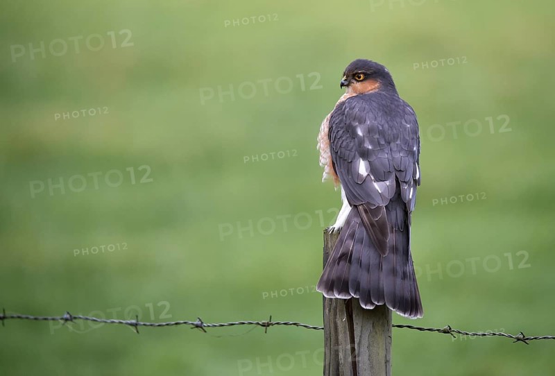 Sparrowhawk, (Accipiter nisus) sitting on a perch, Schleswig-Holstein, Germany